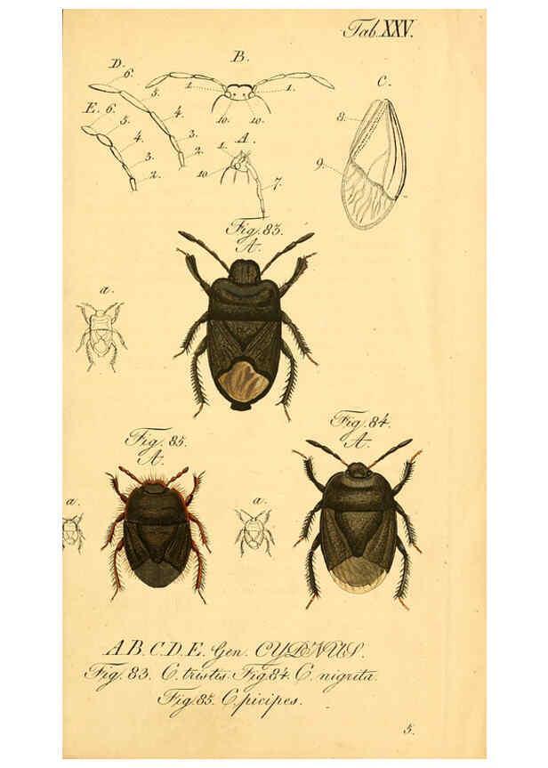 Reproducción/Reproduction 6096546430: Die wanzenartigen Insecten. plates 1-4. Nürnberg :In der C.H. Zeh'schen Buchhandlung,1831-1853