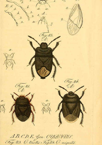 Reproducción/Reproduction 6096546430: Die wanzenartigen Insecten. plates 1-4. Nürnberg :In der C.H. Zeh'schen Buchhandlung,1831-1853