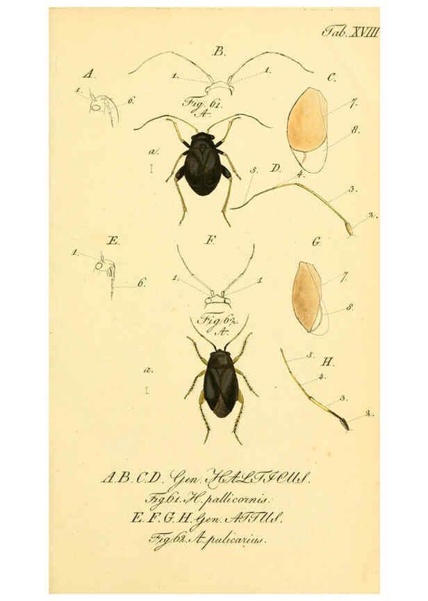 Reproducción/Reproduction 6096544738: Die wanzenartigen Insecten. plates 1-4. Nürnberg :In der C.H. Zeh'schen Buchhandlung,1831-1853