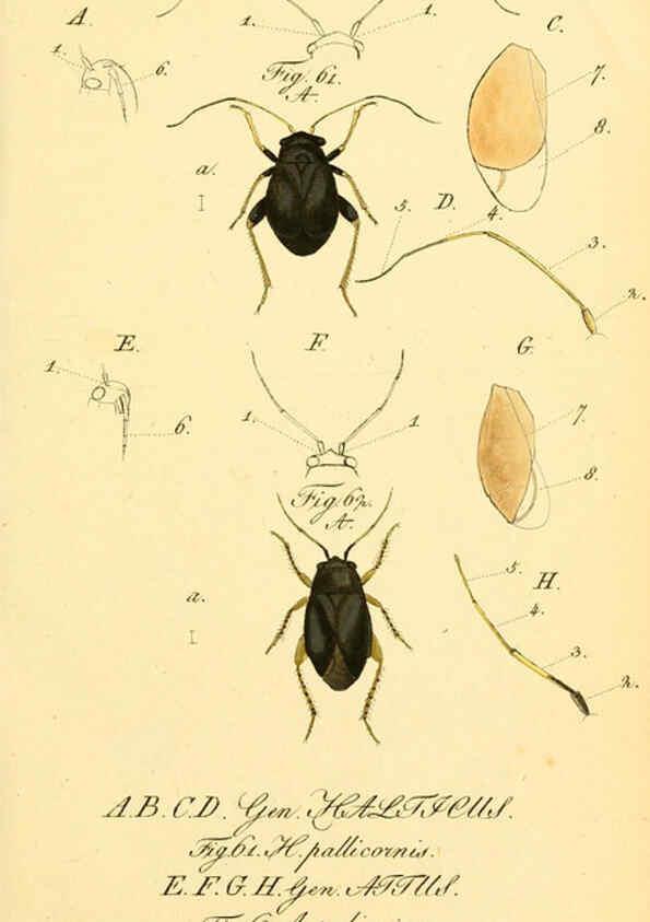 Reproducción/Reproduction 6096544738: Die wanzenartigen Insecten. plates 1-4. Nürnberg :In der C.H. Zeh'schen Buchhandlung,1831-1853