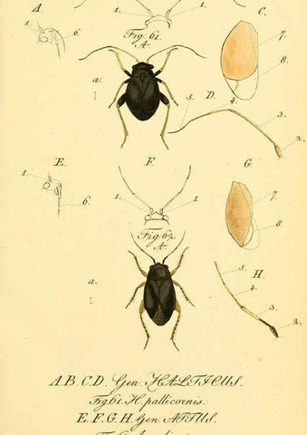 Reproducción/Reproduction 6096544738: Die wanzenartigen Insecten. plates 1-4. Nürnberg :In der C.H. Zeh'schen Buchhandlung,1831-1853