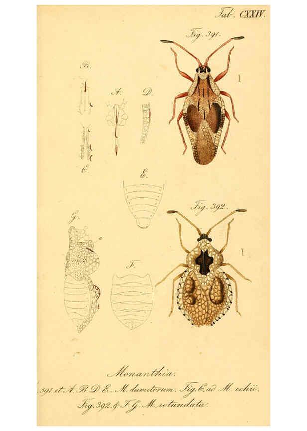 Reproducción/Reproduction 6096570948: Die wanzenartigen Insecten. plates 1-4. Nürnberg :In der C.H. Zeh'schen Buchhandlung,1831-1853