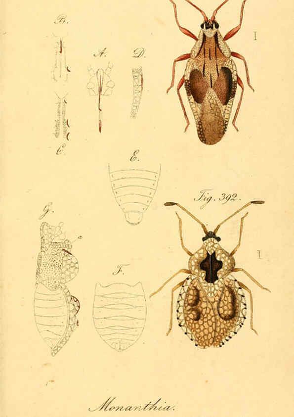 Reproducción/Reproduction 6096570948: Die wanzenartigen Insecten. plates 1-4. Nürnberg :In der C.H. Zeh'schen Buchhandlung,1831-1853