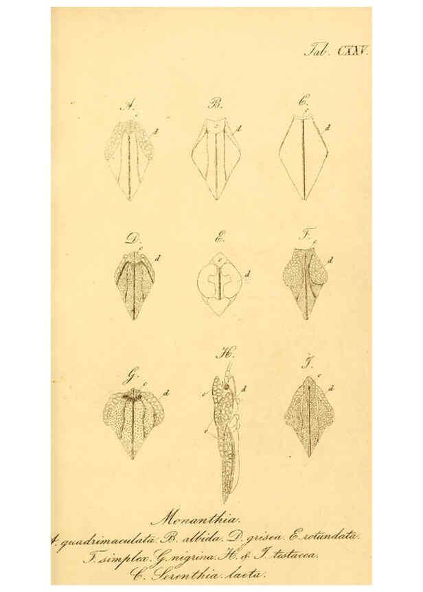 Reproducción/Reproduction 6096026671: Die wanzenartigen Insecten. plates 1-4. Nürnberg :In der C.H. Zeh'schen Buchhandlung,1831-1853