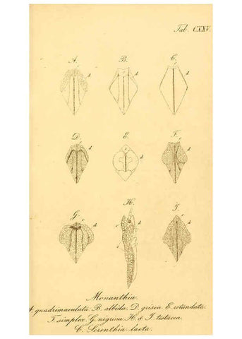Reproducción/Reproduction 6096026671: Die wanzenartigen Insecten. plates 1-4. Nürnberg :In der C.H. Zeh'schen Buchhandlung,1831-1853