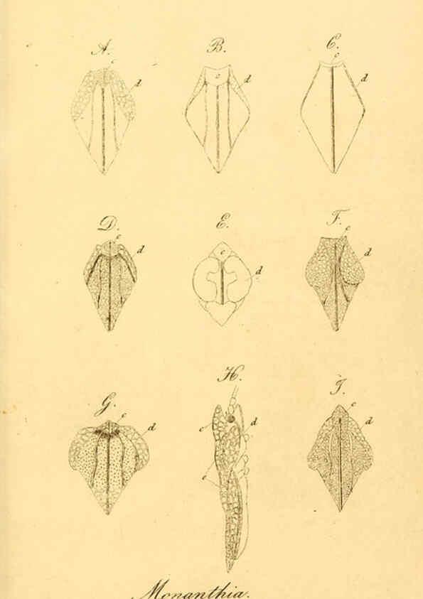 Reproducción/Reproduction 6096026671: Die wanzenartigen Insecten. plates 1-4. Nürnberg :In der C.H. Zeh'schen Buchhandlung,1831-1853
