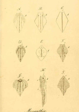 Reproducción/Reproduction 6096026671: Die wanzenartigen Insecten. plates 1-4. Nürnberg :In der C.H. Zeh'schen Buchhandlung,1831-1853
