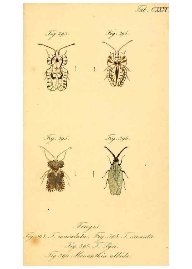 Reproducción/Reproduction 6096026823: Die wanzenartigen Insecten. plates 1-4. Nürnberg :In der C.H. Zeh'schen Buchhandlung,1831-1853
