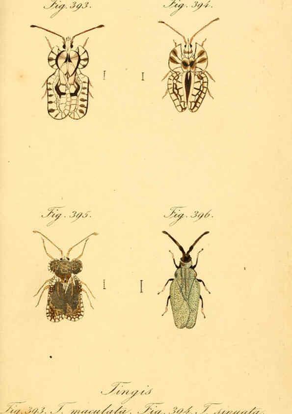 Reproducción/Reproduction 6096026823: Die wanzenartigen Insecten. plates 1-4. Nürnberg :In der C.H. Zeh'schen Buchhandlung,1831-1853