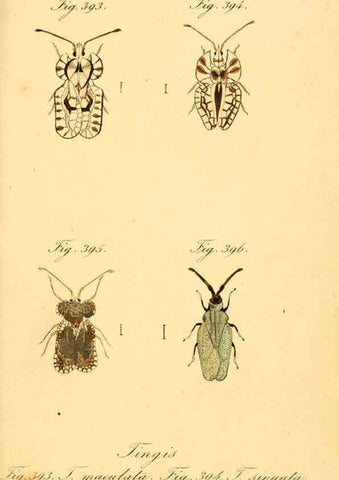 Reproducción/Reproduction 6096026823: Die wanzenartigen Insecten. plates 1-4. Nürnberg :In der C.H. Zeh'schen Buchhandlung,1831-1853