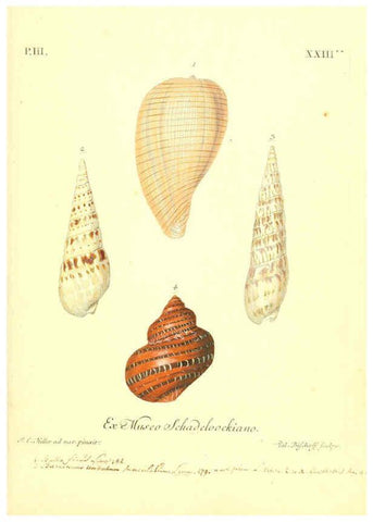 Reproducción/Reproduction 6096096627: Vergnügen der Augen und des Gemüths. v.2 atlas. [Nuremberg :1757