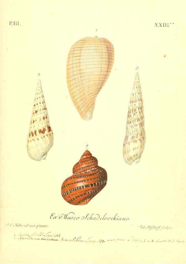 Reproducción/Reproduction 6096096627: Vergnügen der Augen und des Gemüths. v.2 atlas. [Nuremberg :1757