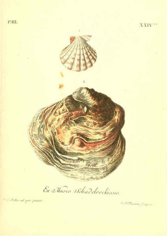 Reproducción/Reproduction 6096641376: Vergnügen der Augen und des Gemüths. v.2 atlas. [Nuremberg :1757