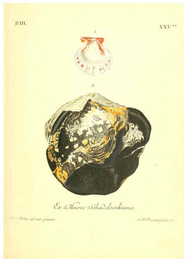 Reproducción/Reproduction 6096097227: Vergnügen der Augen und des Gemüths. v.2 atlas. [Nuremberg :1757