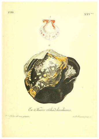 Reproducción/Reproduction 6096097227: Vergnügen der Augen und des Gemüths. v.2 atlas. [Nuremberg :1757