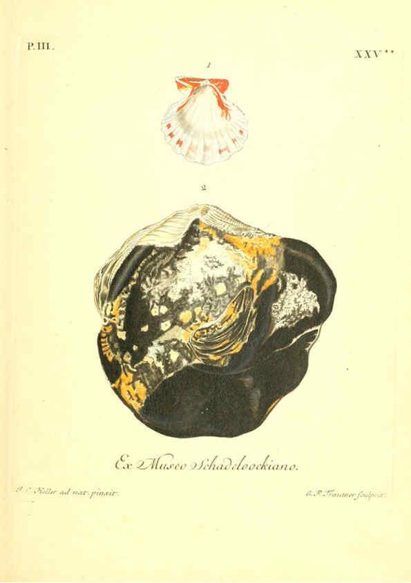 Reproducción/Reproduction 6096097227: Vergnügen der Augen und des Gemüths. v.2 atlas. [Nuremberg :1757