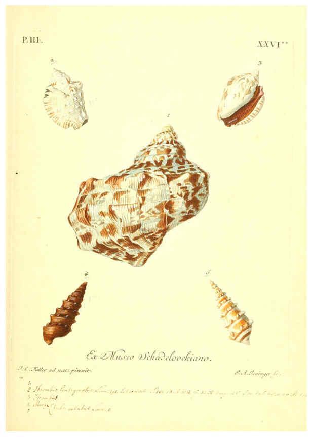 Reproducción/Reproduction 6096097555: Vergnügen der Augen und des Gemüths. v.2 atlas. [Nuremberg :1757