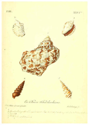 Reproducción/Reproduction 6096097555: Vergnügen der Augen und des Gemüths. v.2 atlas. [Nuremberg :1757