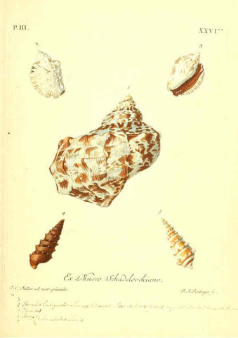 Reproducción/Reproduction 6096097555: Vergnügen der Augen und des Gemüths. v.2 atlas. [Nuremberg :1757