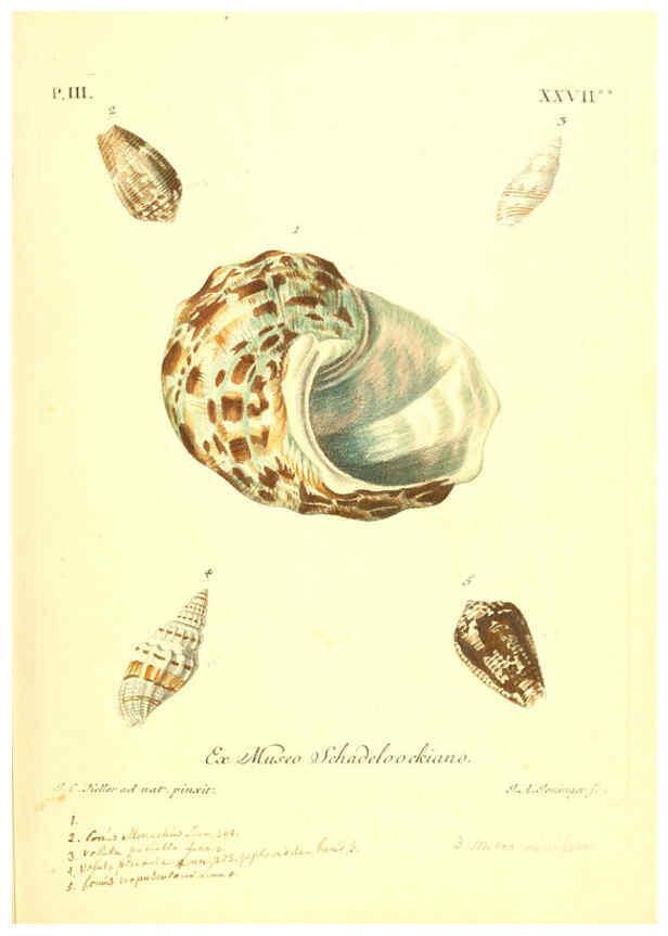 Reproducción/Reproduction 6096097739: Vergnügen der Augen und des Gemüths. v.2 atlas. [Nuremberg :1757