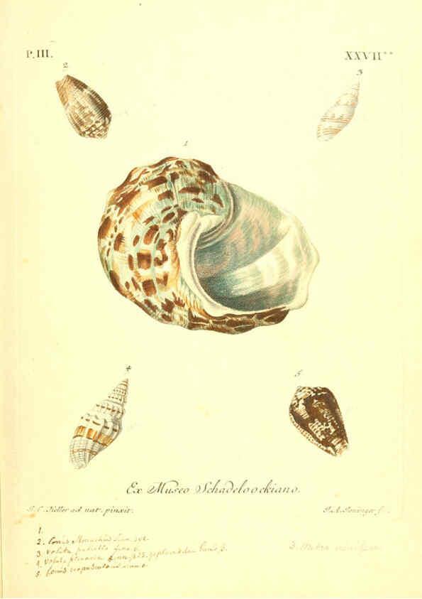 Reproducción/Reproduction 6096097739: Vergnügen der Augen und des Gemüths. v.2 atlas. [Nuremberg :1757