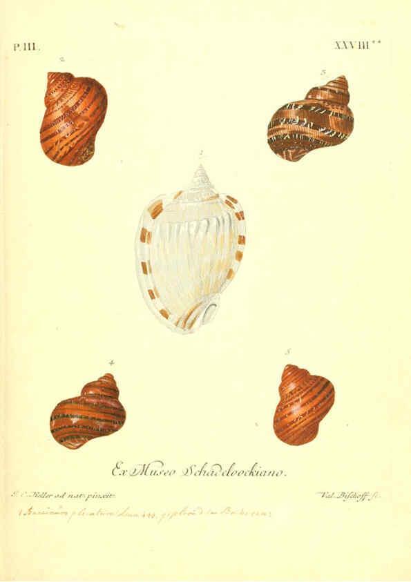 Reproducción/Reproduction 6096097933: Vergnügen der Augen und des Gemüths. v.2 atlas. [Nuremberg :1757