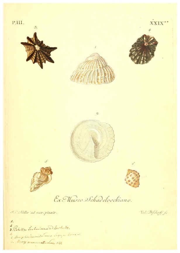 Reproducción/Reproduction 6096642614: Vergnügen der Augen und des Gemüths. v.2 atlas. [Nuremberg :1757