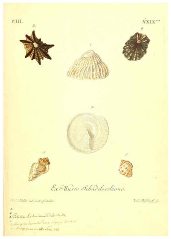 Reproducción/Reproduction 6096642614: Vergnügen der Augen und des Gemüths. v.2 atlas. [Nuremberg :1757