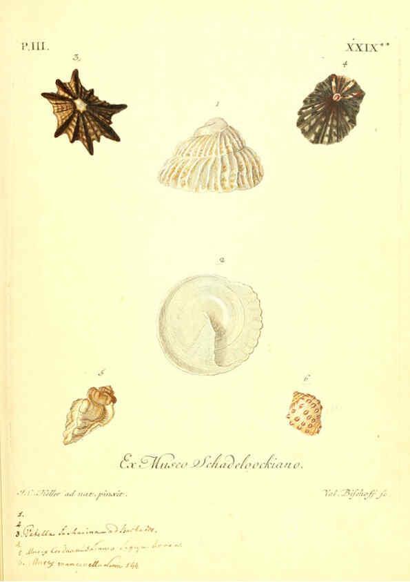 Reproducción/Reproduction 6096642614: Vergnügen der Augen und des Gemüths. v.2 atlas. [Nuremberg :1757