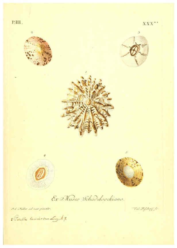 Reproducción/Reproduction 6096642816: Vergnügen der Augen und des Gemüths. v.2 atlas. [Nuremberg :1757