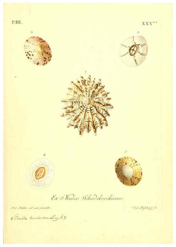 Reproducción/Reproduction 6096642816: Vergnügen der Augen und des Gemüths. v.2 atlas. [Nuremberg :1757
