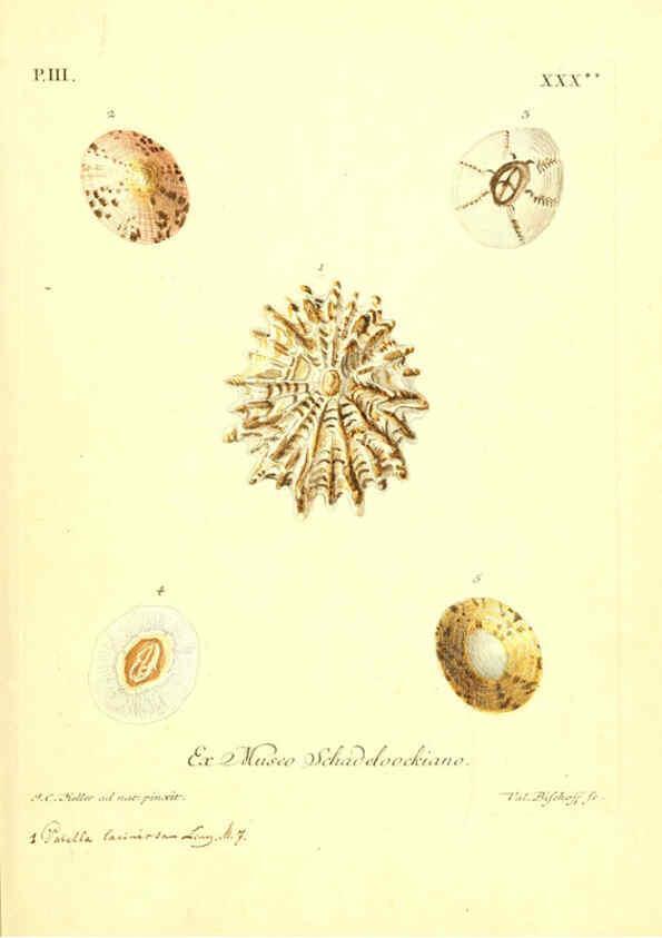 Reproducción/Reproduction 6096642816: Vergnügen der Augen und des Gemüths. v.2 atlas. [Nuremberg :1757