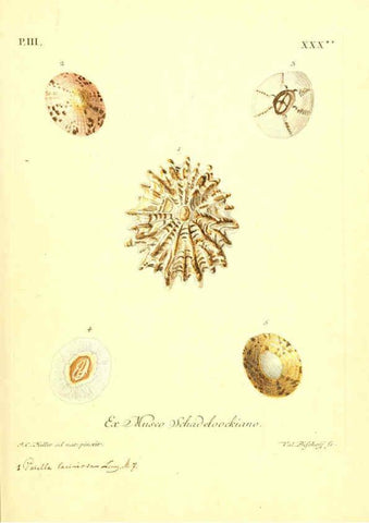 Reproducción/Reproduction 6096642816: Vergnügen der Augen und des Gemüths. v.2 atlas. [Nuremberg :1757