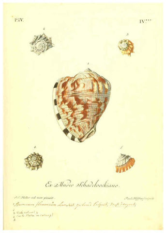 Reproducción/Reproduction 6096643814: Vergnügen der Augen und des Gemüths. v.2 atlas. [Nuremberg :1757