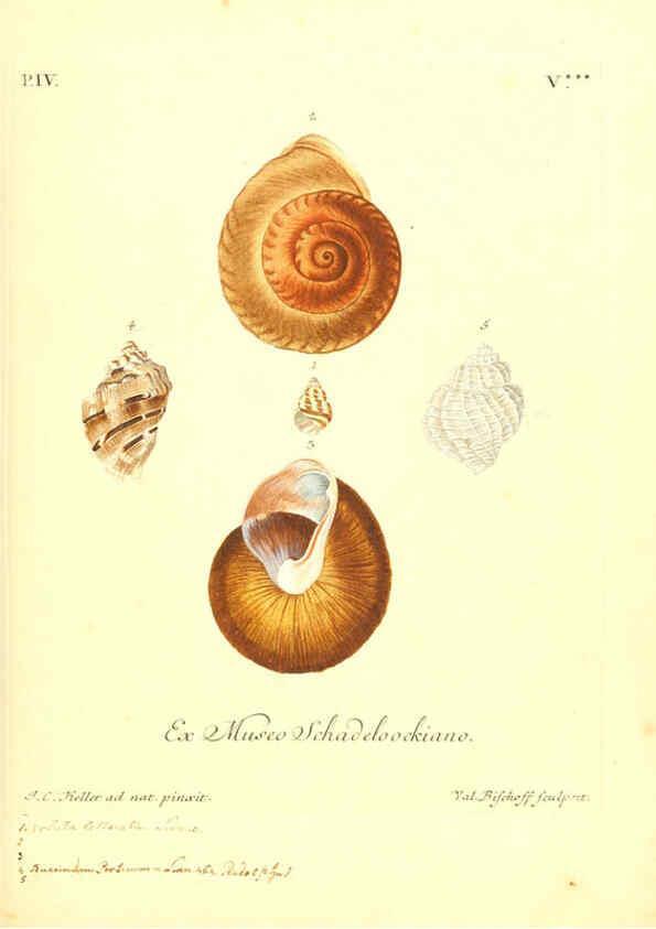 Reproducción/Reproduction 6096099727: Vergnügen der Augen und des Gemüths. v.2 atlas. [Nuremberg :1757