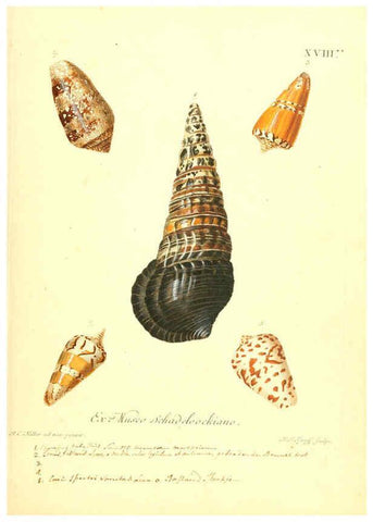 Reproducción/Reproduction 6096639970: Vergnügen der Augen und des Gemüths. v.2 atlas. [Nuremberg :1757