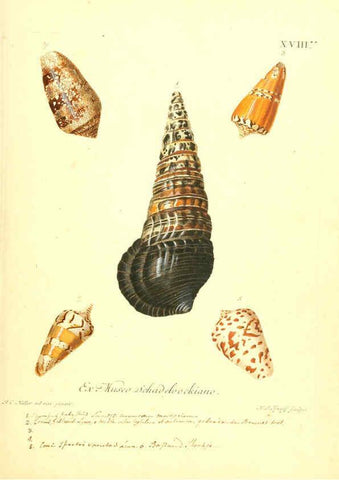 Reproducción/Reproduction 6096639970: Vergnügen der Augen und des Gemüths. v.2 atlas. [Nuremberg :1757