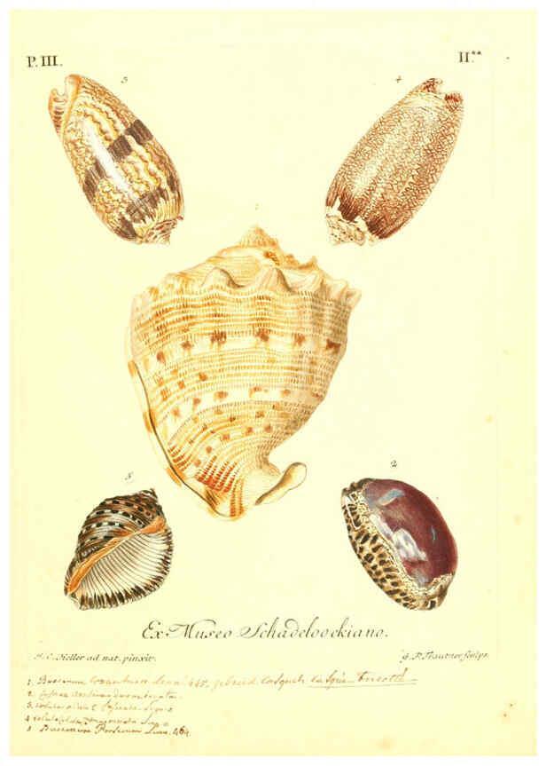 Reproducción/Reproduction 6096091003: Vergnügen der Augen und des Gemüths. v.2 atlas. [Nuremberg :1757