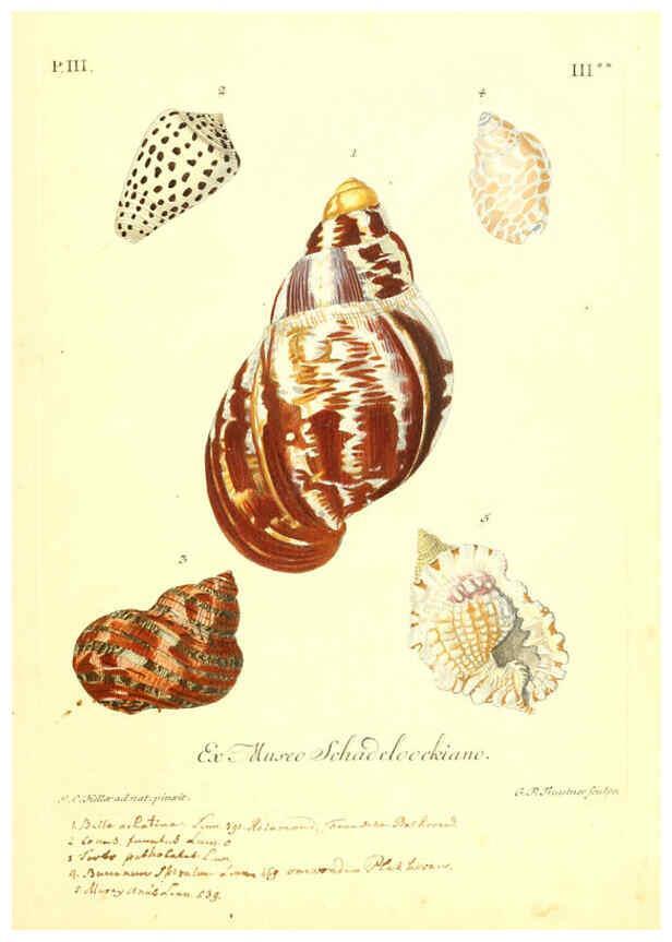 Reproducción/Reproduction 6096091251: Vergnügen der Augen und des Gemüths. v.2 atlas. [Nuremberg :1757