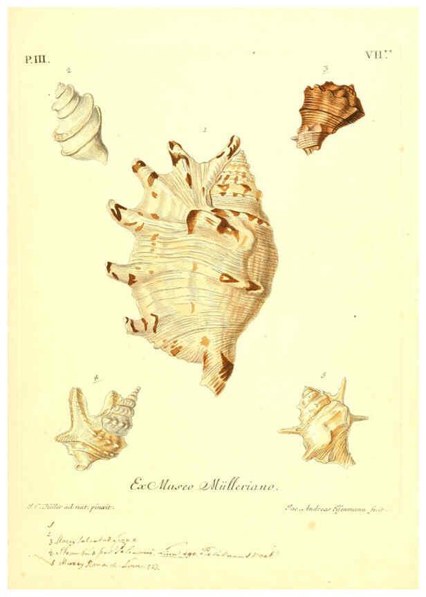Reproducción/Reproduction 6096636904: Vergnügen der Augen und des Gemüths. v.2 atlas. [Nuremberg :1757