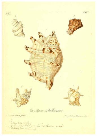 Reproducción/Reproduction 6096636904: Vergnügen der Augen und des Gemüths. v.2 atlas. [Nuremberg :1757