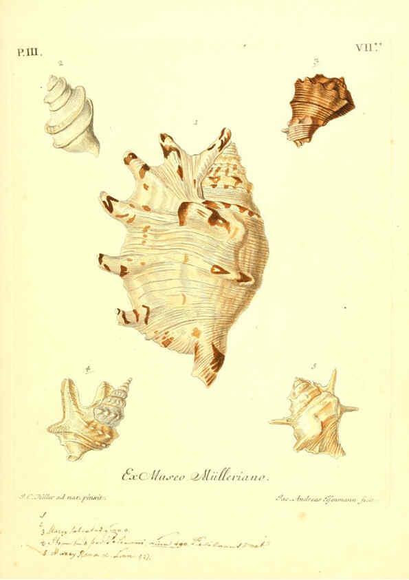 Reproducción/Reproduction 6096636904: Vergnügen der Augen und des Gemüths. v.2 atlas. [Nuremberg :1757