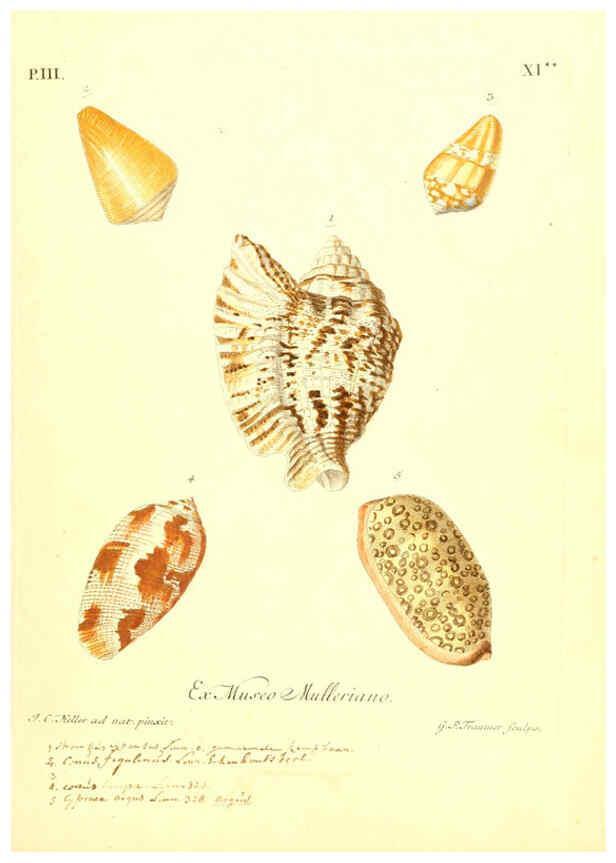 Reproducción/Reproduction 6096093339: Vergnügen der Augen und des Gemüths. v.2 atlas. [Nuremberg :1757