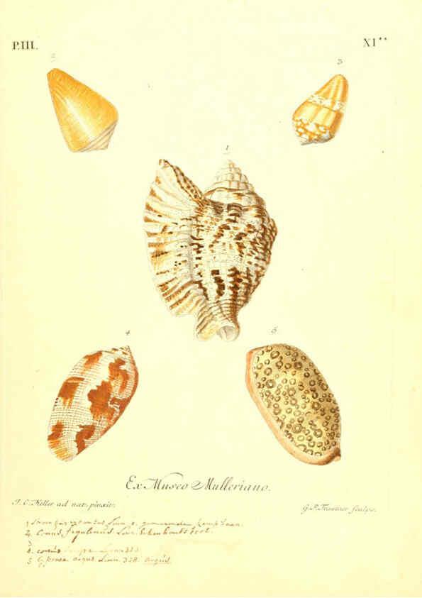 Reproducción/Reproduction 6096093339: Vergnügen der Augen und des Gemüths. v.2 atlas. [Nuremberg :1757
