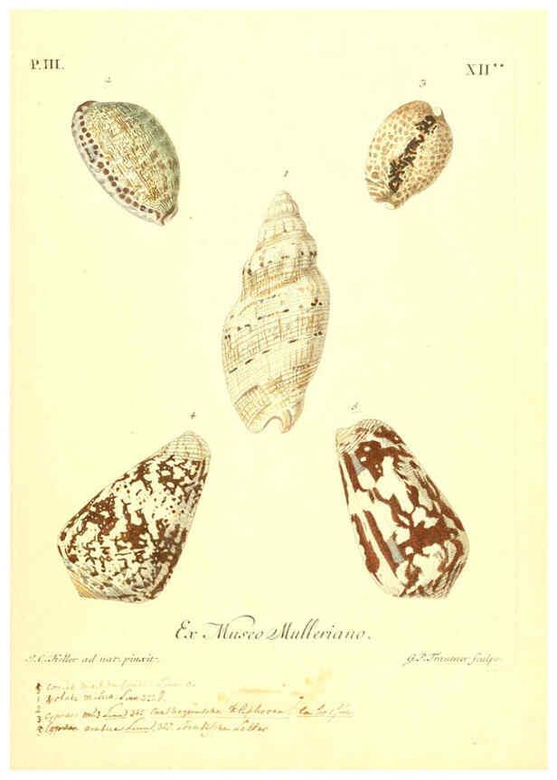 Reproducción/Reproduction 6096093647: Vergnügen der Augen und des Gemüths. v.2 atlas. [Nuremberg :1757