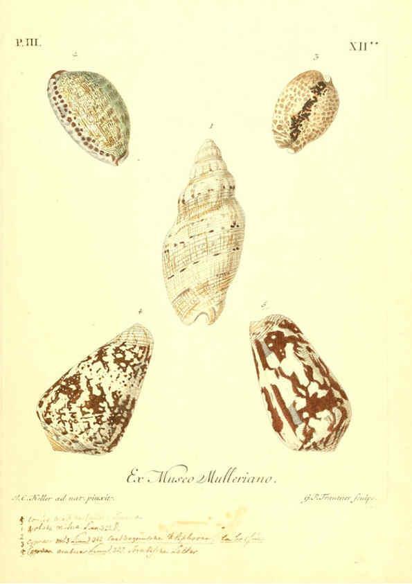 Reproducción/Reproduction 6096093647: Vergnügen der Augen und des Gemüths. v.2 atlas. [Nuremberg :1757