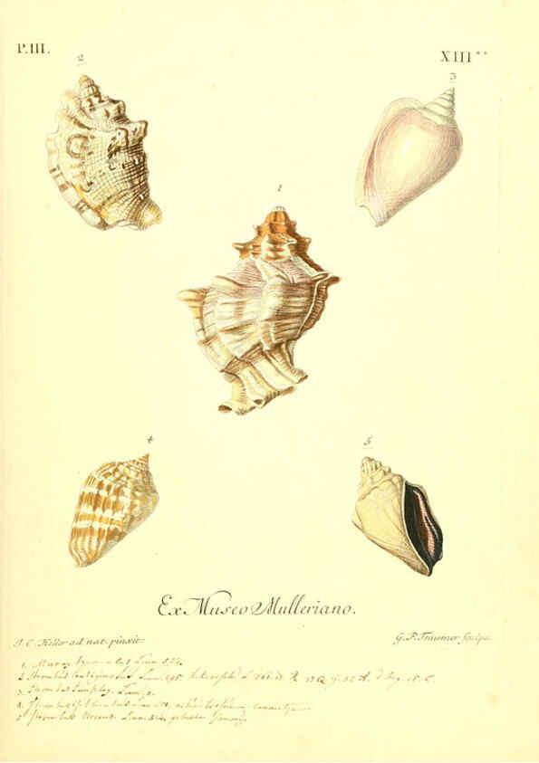 Reproducción/Reproduction 6096093959: Vergnügen der Augen und des Gemüths. v.2 atlas. [Nuremberg :1757