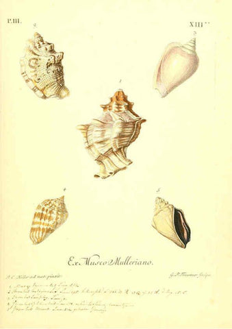 Reproducción/Reproduction 6096093959: Vergnügen der Augen und des Gemüths. v.2 atlas. [Nuremberg :1757