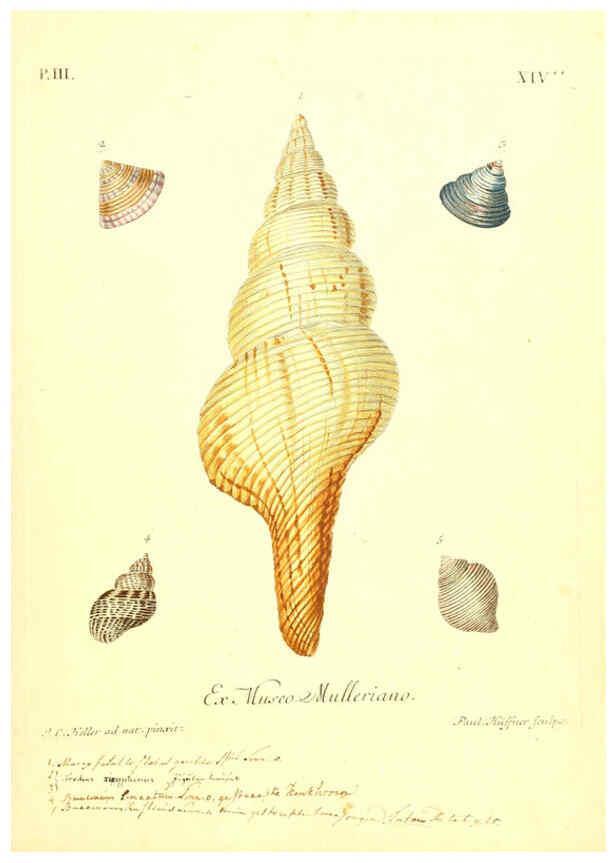 Reproducción/Reproduction 6096638758: Vergnügen der Augen und des Gemüths. v.2 atlas. [Nuremberg :1757