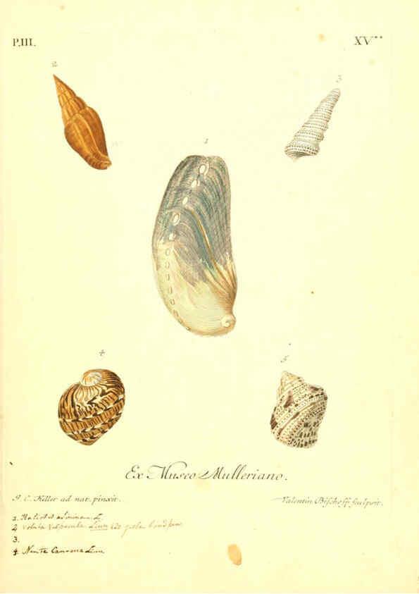 Reproducción/Reproduction 6096094509: Vergnügen der Augen und des Gemüths. v.2 atlas. [Nuremberg :1757